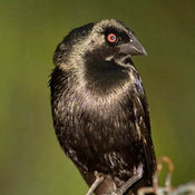 Bronzed Cowbird